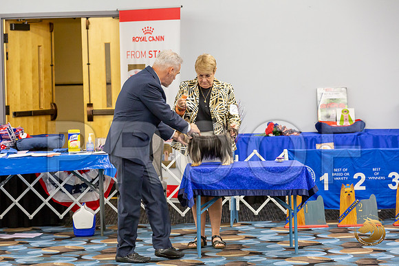 Yorkshire Terrier Wed RR Dogs Show 1_JJJ_2444-©JulienLambertphoto-HR3