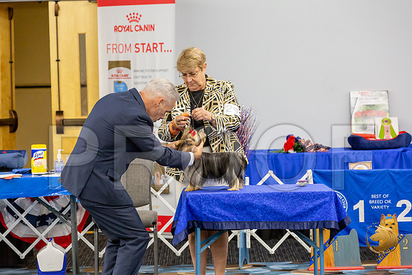 Yorkshire Terrier Wed RR Dogs Show 1_JJJ_2445-©JulienLambertphoto-HR3