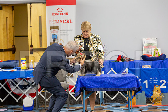 Yorkshire Terrier Wed RR Dogs Show 1_JJJ_2446-©JulienLambertphoto-HR3