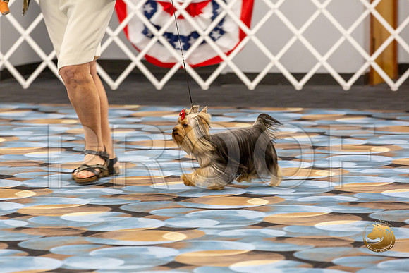 Yorkshire Terrier Wed RR Dogs Show 1_JJJ_2447-©JulienLambertphoto-HR3