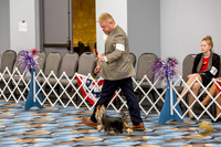 Yorkshire Terrier Wed SR Best Show 1