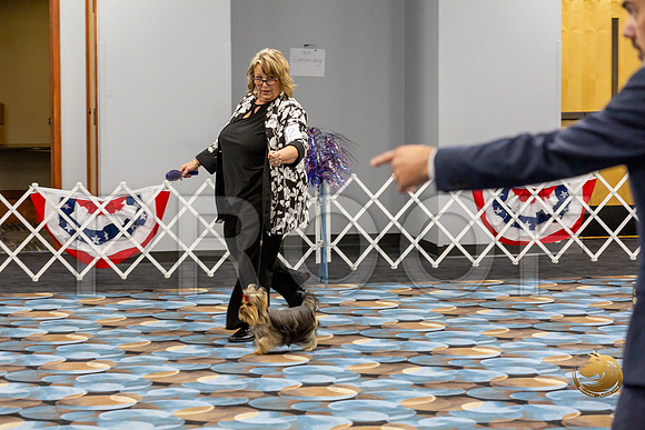 Yorkshire Terrier Wed SR Best Show 1_JJJ_2581-©JulienLambertphoto-HR3