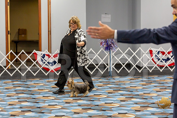Yorkshire Terrier Wed SR Best Show 1_JJJ_2583-©JulienLambertphoto-HR3
