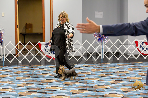 Yorkshire Terrier Wed SR Best Show 1_JJJ_2584-©JulienLambertphoto-HR3