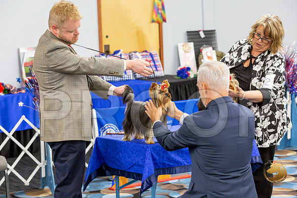 Yorkshire Terrier Wed SR Best Show 1_JJJ_2586-©JulienLambertphoto-HR3