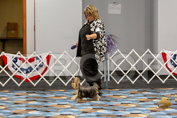 Yorkshire Terrier Wed SR Bitches Show 1_JJJ_2486-©JulienLambertphoto-HR3