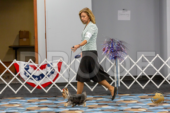 Yorkshire Terrier Wed SR Bitches Show 1_JJJ_2498-©JulienLambertphoto-HR3