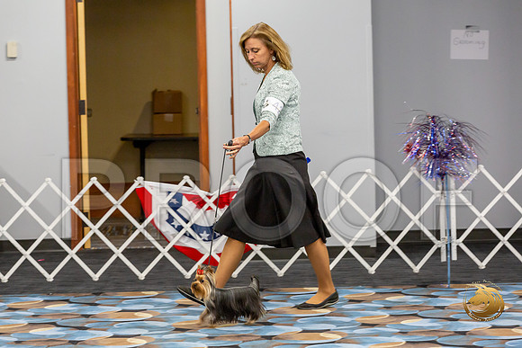 Yorkshire Terrier Wed SR Bitches Show 1_JJJ_2500-©JulienLambertphoto-HR3