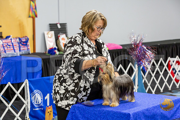 Yorkshire Terrier Wed SR Bitches Show 1_JJJ_2507-©JulienLambertphoto-HR3