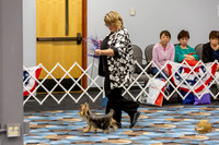 Yorkshire Terrier Wed SR Bitches Show 2