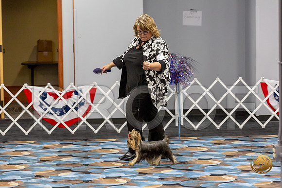 Yorkshire Terrier Wed SR Bitches Show 2_JJJ_2698-©JulienLambertphoto-HR3