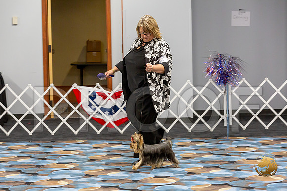 Yorkshire Terrier Wed SR Bitches Show 2_JJJ_2700-©JulienLambertphoto-HR3