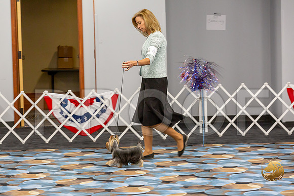 Yorkshire Terrier Wed SR Bitches Show 2_JJJ_2701-©JulienLambertphoto-HR3
