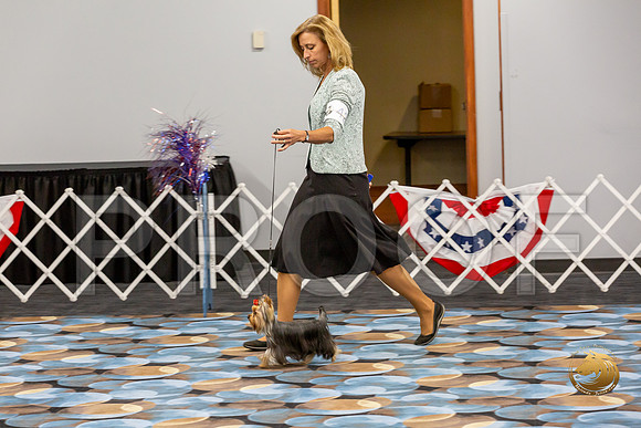 Yorkshire Terrier Wed SR Bitches Show 2_JJJ_2705-©JulienLambertphoto-HR3