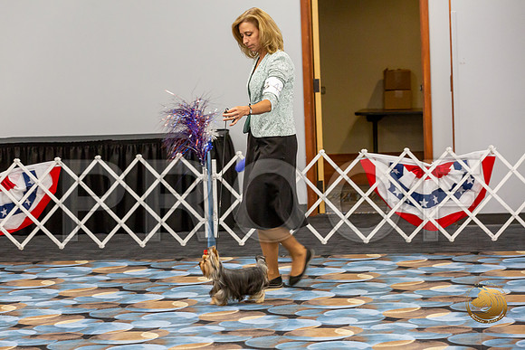 Yorkshire Terrier Wed SR Bitches Show 2_JJJ_2706-©JulienLambertphoto-HR3
