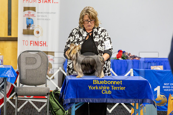 Yorkshire Terrier Wed SR Bitches Show 2_JJJ_2708-©JulienLambertphoto-HR3