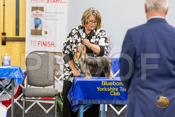 Yorkshire Terrier Wed SR Bitches Show 2_JJJ_2710-©JulienLambertphoto-HR3