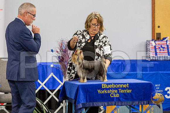Yorkshire Terrier Wed SR Bitches Show 2_JJJ_2712-©JulienLambertphoto-HR3