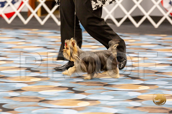 Yorkshire Terrier Wed SR Bitches Show 2_JJJ_2713-©JulienLambertphoto-HR3
