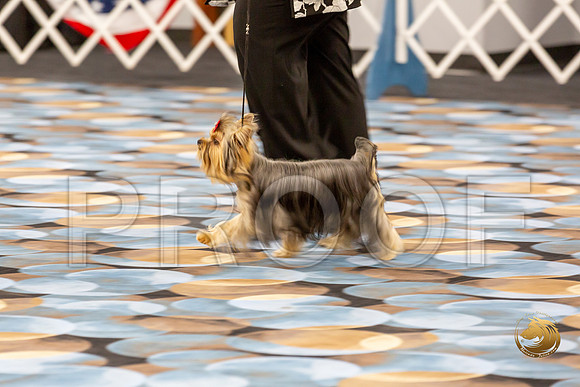 Yorkshire Terrier Wed SR Bitches Show 2_JJJ_2714-©JulienLambertphoto-HR3