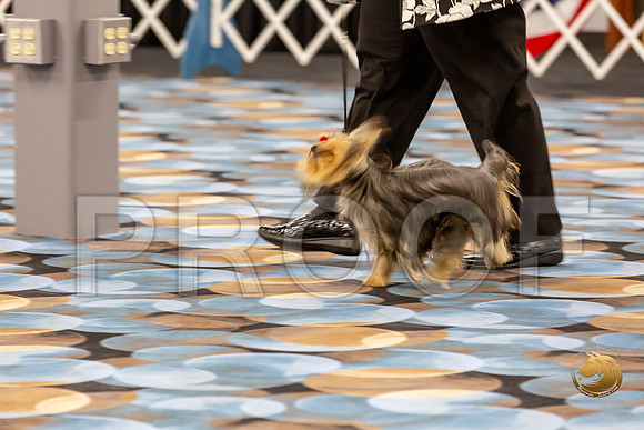Yorkshire Terrier Wed SR Bitches Show 2_JJJ_2717-©JulienLambertphoto-HR3