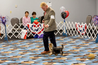 Yorkshire Terrier Wed SR Dogs Show 2