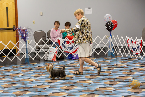 Yorkshire Terrier Wed SR Dogs Show 2_JJJ_2651-©JulienLambertphoto-HR3
