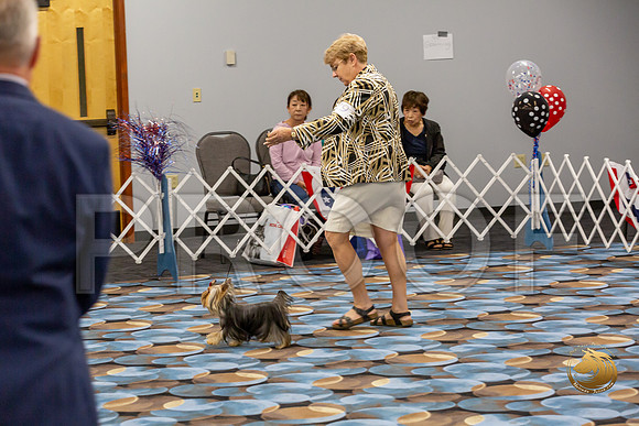 Yorkshire Terrier Wed SR Dogs Show 2_JJJ_2652-©JulienLambertphoto-HR3