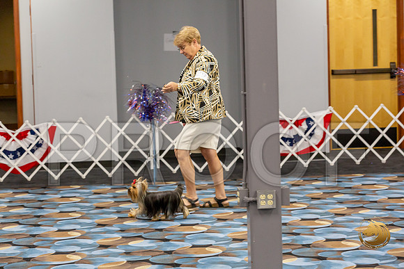 Yorkshire Terrier Wed SR Dogs Show 2_JJJ_2654-©JulienLambertphoto-HR3
