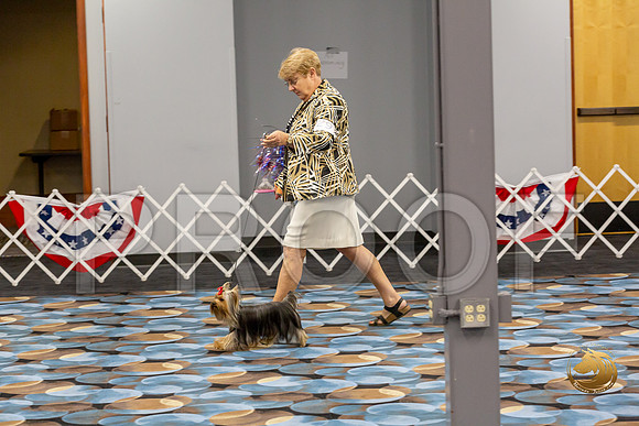 Yorkshire Terrier Wed SR Dogs Show 2_JJJ_2655-©JulienLambertphoto-HR3