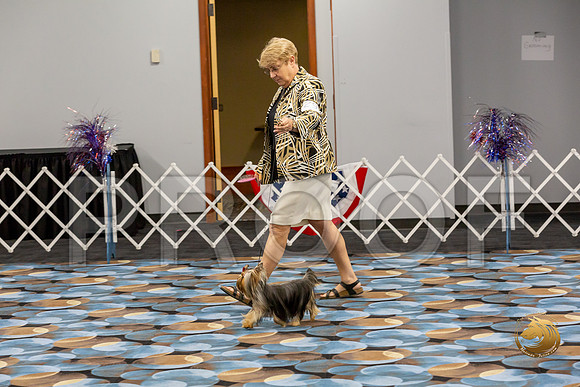 Yorkshire Terrier Wed SR Dogs Show 2_JJJ_2660-©JulienLambertphoto-HR3