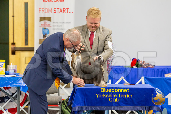 Yorkshire Terrier Wed SR Dogs Show 2_JJJ_2664-©JulienLambertphoto-HR3