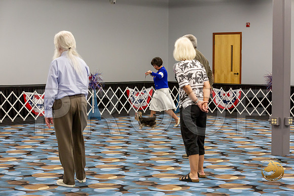 Yorkshire Terrier Wed Super Ultimate Sweeps_JJJ_2809-©JulienLambertphoto-HR3