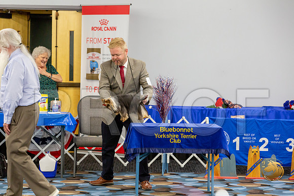 Yorkshire Terrier Wed Super Ultimate Sweeps_JJJ_2816-©JulienLambertphoto-HR3