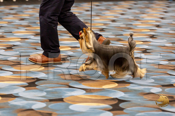 Yorkshire Terrier Wed Super Ultimate Sweeps_JJJ_2817-©JulienLambertphoto-HR3
