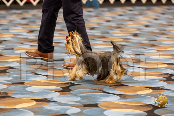 Yorkshire Terrier Wed Super Ultimate Sweeps_JJJ_2818-©JulienLambertphoto-HR3