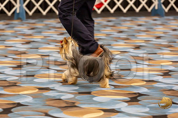 Yorkshire Terrier Wed Super Ultimate Sweeps_JJJ_2820-©JulienLambertphoto-HR3