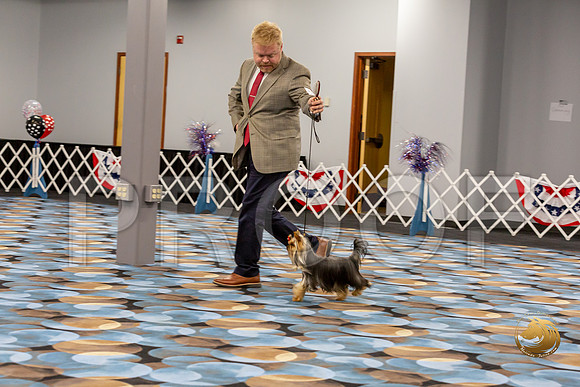 Yorkshire Terrier Wed Super Ultimate Sweeps_JJJ_2822-©JulienLambertphoto-HR3