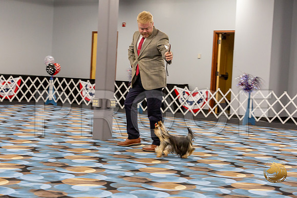 Yorkshire Terrier Wed Super Ultimate Sweeps_JJJ_2823-©JulienLambertphoto-HR3