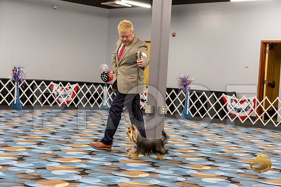 Yorkshire Terrier Wed Super Ultimate Sweeps_JJJ_2826-©JulienLambertphoto-HR3