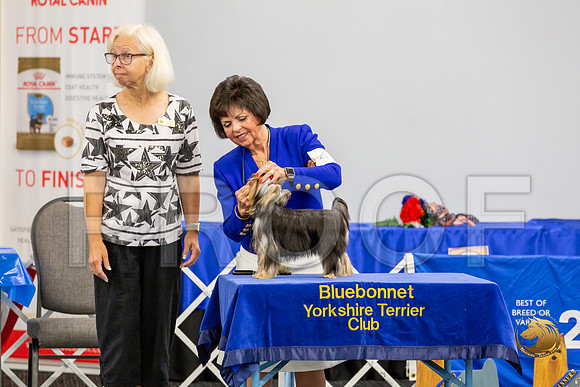 Yorkshire Terrier Wed Super Ultimate Sweeps_JJJ_2831-©JulienLambertphoto-HR3