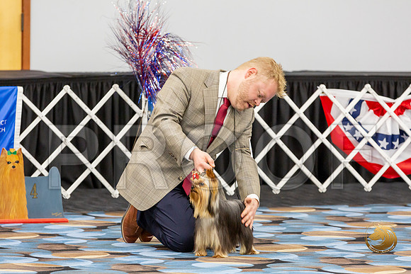 Yorkshire Terrier Wed Super Ultimate Sweeps_JJJ_2832-©JulienLambertphoto-HR3