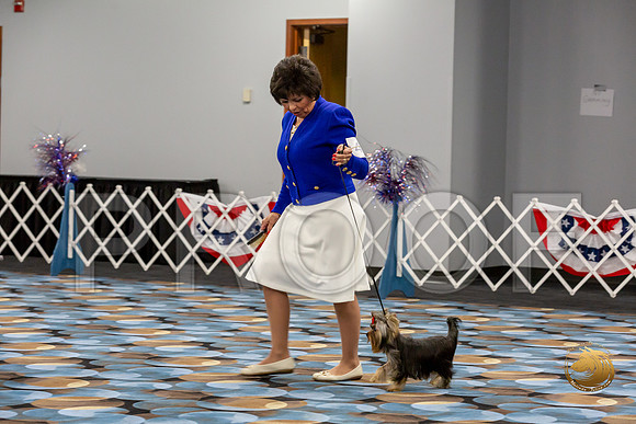 Yorkshire Terrier Wed Super Ultimate Sweeps_JJJ_2837-©JulienLambertphoto-HR3