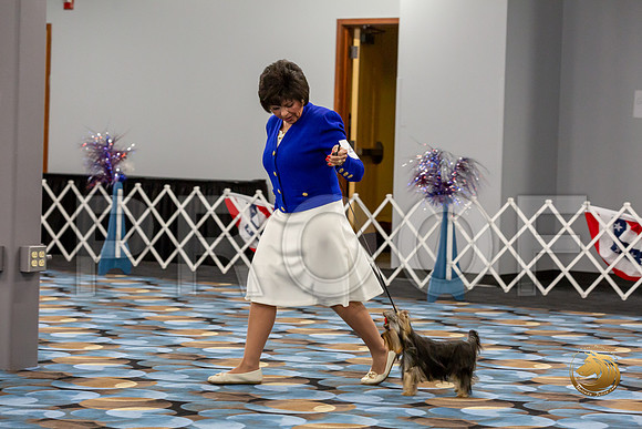Yorkshire Terrier Wed Super Ultimate Sweeps_JJJ_2838-©JulienLambertphoto-HR3