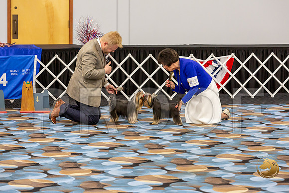 Yorkshire Terrier Wed Super Ultimate Sweeps_JJJ_2849-©JulienLambertphoto-HR3