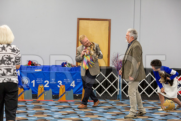 Yorkshire Terrier Wed Super Ultimate Sweeps_JJJ_2859-©JulienLambertphoto-HR3