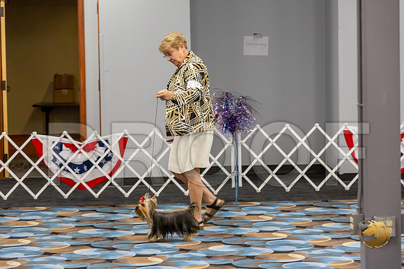 Yorkshire Terrier Wed RR Dogs Show 1_JJJ_2423-©JulienLambertphoto-HR3