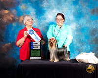 Yorkshire Terrier #100 Thur AmBred 1 Judge Deborah Barrett