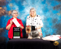 Yorkshire Terrier #108 Thur BBE4 Judge Deborah Barrett