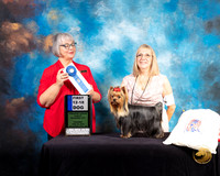 Yorkshire Terrier #11 Thurs 12 to 18 1st Judge Deborah Barrett